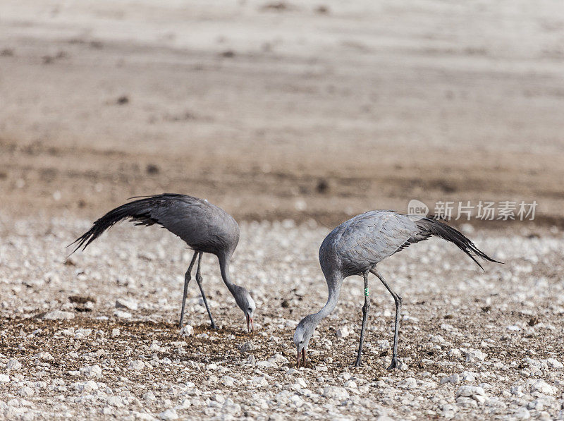 天堂类人猿(Anthropoides paradiseus)对蓝鹤;Etosha N.P，纳米比亚，非洲